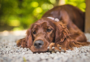 Portrait of an Irish red setter lying on the gravel ground in a forest. Focus on his sad eyes, otherwise the whole dog in a soft focus with head on the floor, looking sad.