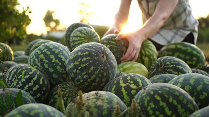Farmer sorts watermelon on the field. 