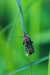 Coléoptère  cantharide rustica
