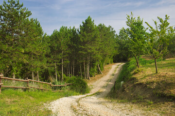 Fototapeta na wymiar A scenic forest road passing through the farmland and meadow in Istria, Croatia