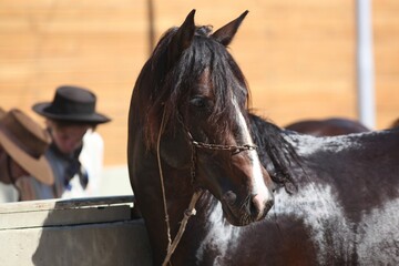 Cavalo