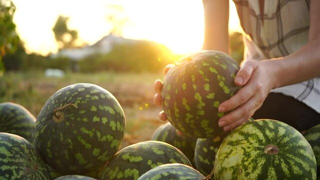 Farmer sorts watermelon on the field. 