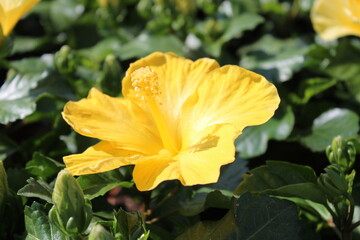 Hibiskus © Martina