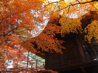 日本のお寺の紅葉