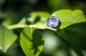 Blueberry Close Up