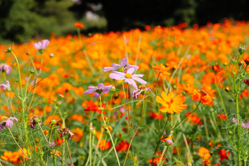 花 花畑 オレンジ コスモス