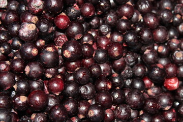 frozen currant berry background in the freezer