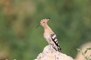 One The Eurasian hoopoe (Upupa epops) is photographed close-up against a beautiful background