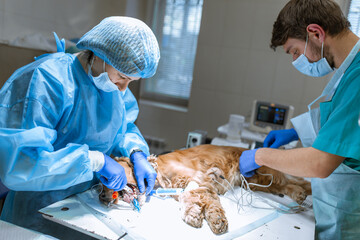 Veterinary dentistry. Dentist surgeon veterinarian cleans and treats the dog's teeth in a...