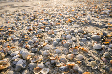 Beautiful scene in the sea, sea shells with sunset light