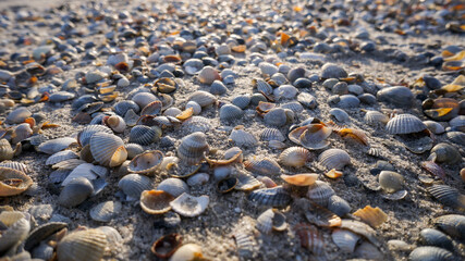 Obraz premium Beautiful scene in the sea, sea shells with sunset light
