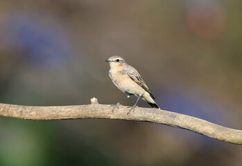 Fototapeta premium Young The northern wheatear (Oenanthe oenanthe) is photographed very close-up in soft morning light and blurred background. Plumage details and identification marks are clearly visible