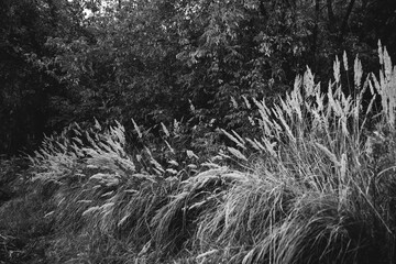 Abstract textures of flowers and plants from nature. Floral background.
