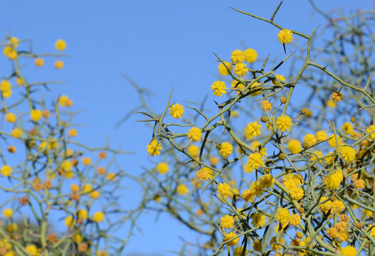 Back lit spiny branches and yellow flowers of the unusual Australian native Leafless Rock Wattle, Acacia aphylla, family Fabaceae. Endemic to Perth region in Western Australia. Listed as vulnerable