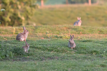 Multiple generations of rabbits in a grassy meadow - Orcytolagus cuniculus