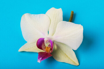 One orchid flower on a blue background close-up
