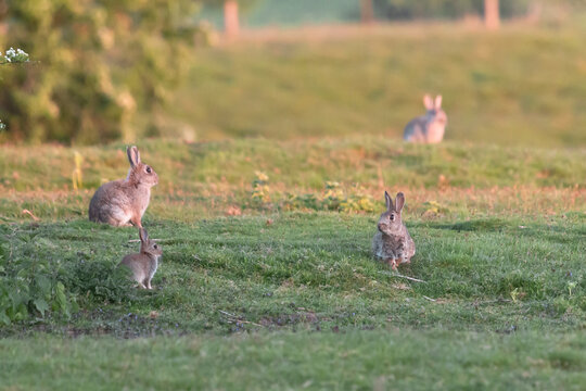 Multiple Generations Of Rabbits In A Grassy Meadow - Orcytolagus Cuniculus