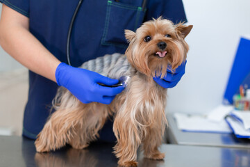 Professional vet doctor examines a small dog breed Yorkshire Terrier using a stethoscope. A young male veterinarian of Caucasian appearance works in a veterinary clinic. Dog on examination at the vet