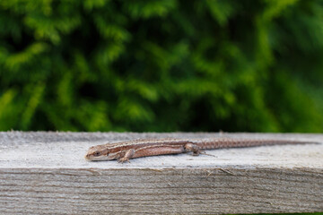 a brown lizard on a wooden board in a summer garden on a green grass background