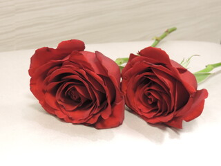 A pair of red roses 