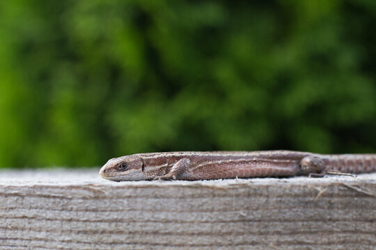 Adroit Bilder Durchsuchen 1,008 Archivfotos, und