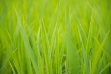 Abstract background green rice leaf