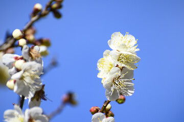 Obraz na płótnie Canvas 春の訪れ、満開の梅の花