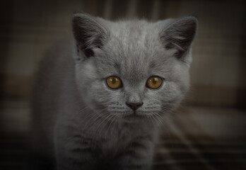 Purebred British shorthair cat. portrait of a kitten in dark colors. art processing. cat with expressive orange eyes. little predators gaze