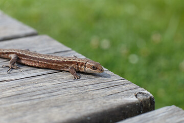 a brown lizard on a wooden board in a summer garden on a green grass background
