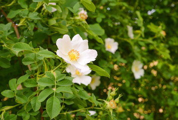 Blooming dog rose plants close up