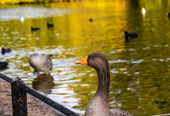 Photo of a beautiful and small goose swimming in a lake in London