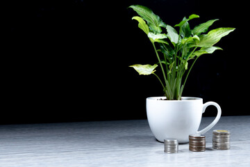 A tree in a white coffee cup A pile of coin currency on the table (financial growth business idea)