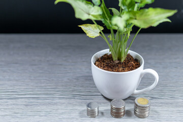 A tree in a white coffee cup A pile of coin currency on the table (financial growth business idea)
 Top view 