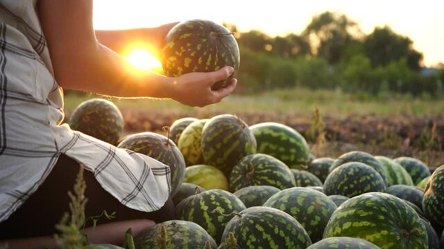 Farmer sorts watermelon on the field. 