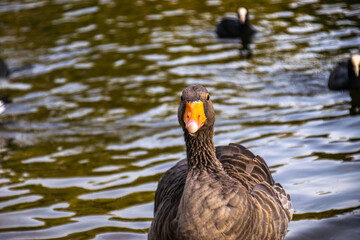Photo of a beautiful and small goose swimming in a lake in London