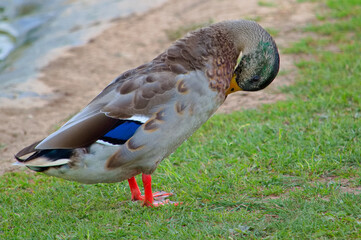 Male mallard duck preening it's feathers at he side of a pond on a beautiful summer day.