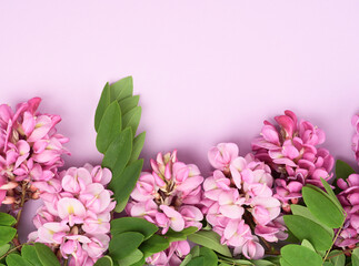 flowering branch Robinia neomexicana with pink flowers on a purple background