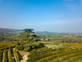 Fototapeta na wymiar Cedar of Lebanon, La Morra, Langhe, Piedmont, Italy