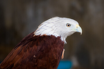 close up red tailed hawk buteo 