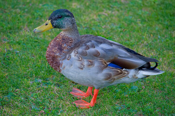 Beautifully coloured plumage on this male mallard duck standing on the bank of a pond.