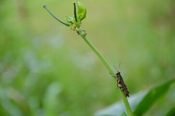 the brown bug insect hold on cow pea vine in the garden.