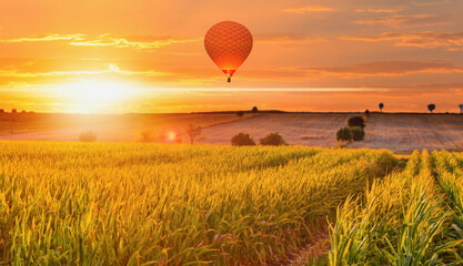 Hot air balloon flying over corn field at sunrise