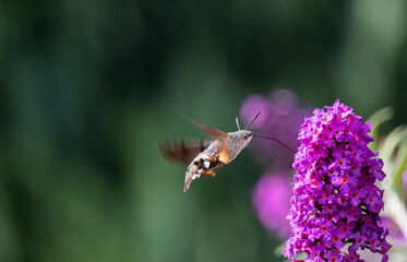 Schmetterling Taubenschwänzchen mit Saugrüssel an Schmetterlingsflieder 
