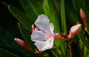 Oleander Rosenlorbeer Blüte weiß und pink