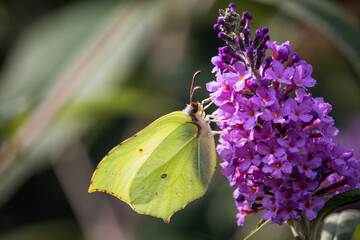 Zitronenfalter Makro