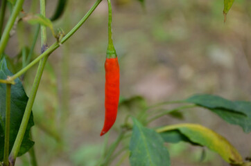 the red ripe chilly with leaves and plant in the garden.