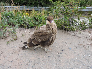 Great Bird posing by the footpath