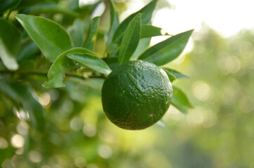 the green ripe orange with leaves and branch in the garden