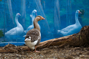 The gray goose and white goose group background in garden at thailand