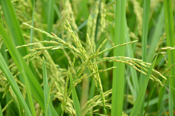 Fototapeta na wymiar the green ripe paddy plant grains in the season.